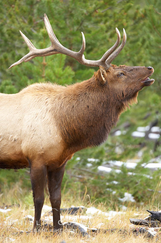 Male elk bugling during the fall rut. Large male elk are known as bulls. Male elk have large antlers which are shed each year. Male elk engage in competitive mating behaviors during the rut, including posturing, antler wrestling and bugling, a loud series of screams which is intended to establish dominance over other males and attract females. Yellowstone National Park, Wyoming, USA, Cervus canadensis, natural history stock photograph, photo id 19737