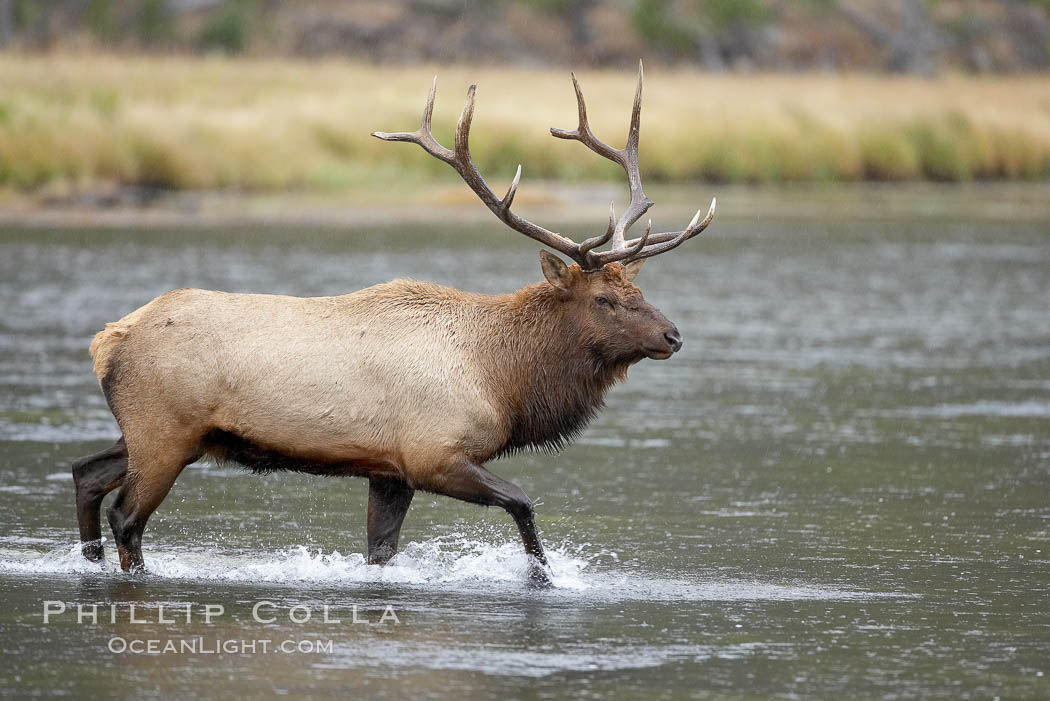 Male elk bugling during the fall rut. Large male elk are known as bulls. Male elk have large antlers which are shed each year. Male elk engage in competitive mating behaviors during the rut, including posturing, antler wrestling and bugling, a loud series of screams which is intended to establish dominance over other males and attract females. Madison River, Yellowstone National Park, Wyoming, USA, Cervus canadensis, natural history stock photograph, photo id 19741
