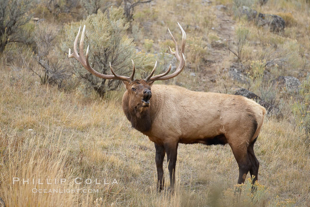 Male elk bugling during the fall rut. Large male elk are known as bulls. Male elk have large antlers which are shed each year. Male elk engage in competitive mating behaviors during the rut, including posturing, antler wrestling and bugling, a loud series of screams which is intended to establish dominance over other males and attract females. Mammoth Hot Springs, Yellowstone National Park, Wyoming, USA, Cervus canadensis, natural history stock photograph, photo id 19757