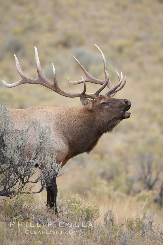 Male elk bugling during the fall rut. Large male elk are known as bulls. Male elk have large antlers which are shed each year. Male elk engage in competitive mating behaviors during the rut, including posturing, antler wrestling and bugling, a loud series of screams which is intended to establish dominance over other males and attract females. Mammoth Hot Springs, Yellowstone National Park, Wyoming, USA, Cervus canadensis, natural history stock photograph, photo id 19769