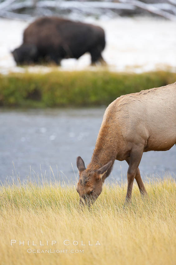 Male elk bugling during the fall rut. Large male elk are known as bulls. Male elk have large antlers which are shed each year. Male elk engage in competitive mating behaviors during the rut, including posturing, antler wrestling and bugling, a loud series of screams which is intended to establish dominance over other males and attract females. Madison River, Yellowstone National Park, Wyoming, USA, Bison bison, Cervus canadensis, natural history stock photograph, photo id 19777