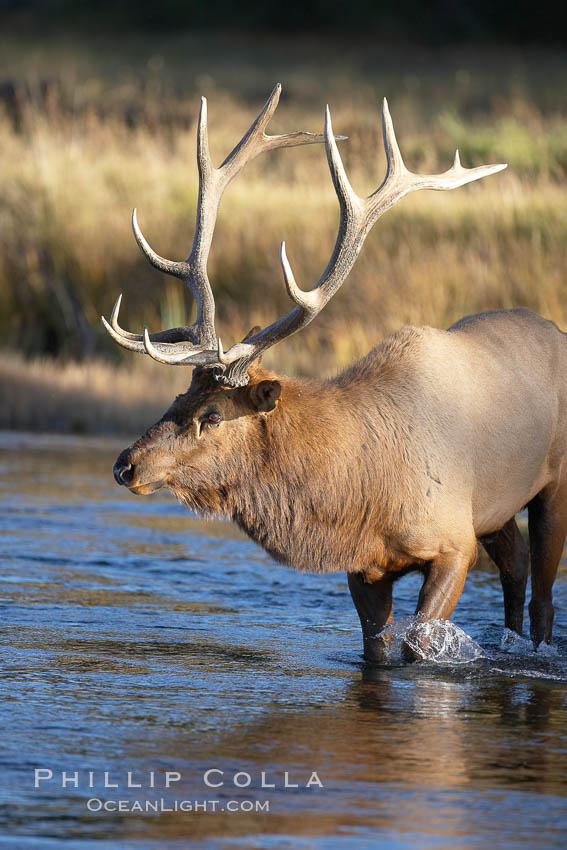 Male elk bugling during the fall rut. Large male elk are known as bulls. Male elk have large antlers which are shed each year. Male elk engage in competitive mating behaviors during the rut, including posturing, antler wrestling and bugling, a loud series of screams which is intended to establish dominance over other males and attract females. Madison River, Yellowstone National Park, Wyoming, USA, Cervus canadensis, natural history stock photograph, photo id 19781