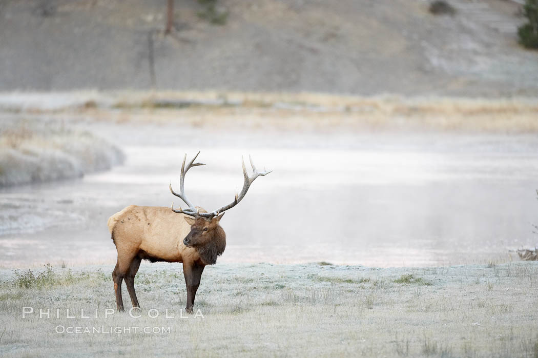 Male elk bugling during the fall rut. Large male elk are known as bulls. Male elk have large antlers which are shed each year. Males engage in competitive mating behaviors during the rut, including posturing, antler wrestling and bugling, a loud series of screams which is intended to establish dominance over other males and attract females. Madison River, Yellowstone National Park, Wyoming, USA, Cervus canadensis, natural history stock photograph, photo id 20985