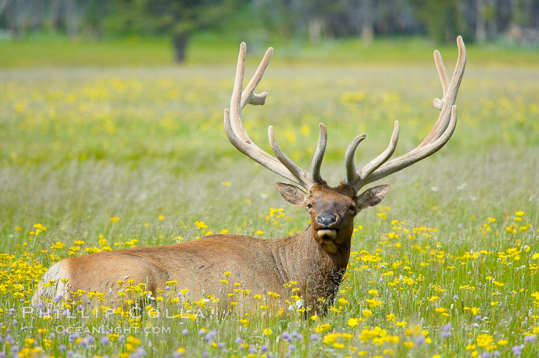 Elk rest in tall grass surrounded by wildflowers, Gibbon Meadow. Gibbon Meadows, Yellowstone National Park, Wyoming, USA, Cervus canadensis, natural history stock photograph, photo id 13254