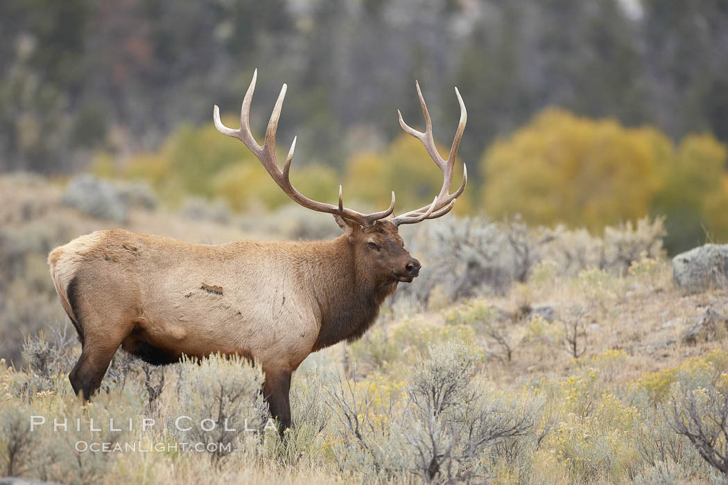 Bull elk in sage brush with large rack of antlers during the fall rut (mating season). This bull elk has sparred with other bulls to establish his harem of females with which he hopes to mate, Cervus canadensis, Mammoth Hot Springs, Yellowstone National Park, Wyoming