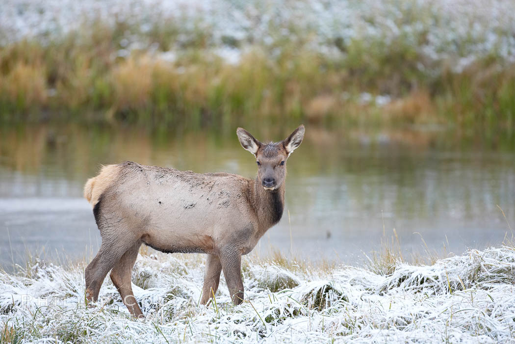 Male elk bugling during the fall rut. Large male elk are known as bulls. Male elk have large antlers which are shed each year. Male elk engage in competitive mating behaviors during the rut, including posturing, antler wrestling and bugling, a loud series of screams which is intended to establish dominance over other males and attract females. Madison River, Yellowstone National Park, Wyoming, USA, Cervus canadensis, natural history stock photograph, photo id 19712