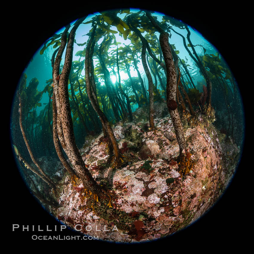 A forest of bull kelp rises above a colorful cold water reef, rich with invertebrate life. Browning Pass, Vancouver Island. British Columbia, Canada, Nereocystis luetkeana, natural history stock photograph, photo id 35295