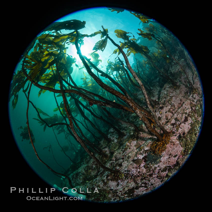 A forest of bull kelp rises above a colorful cold water reef, rich with invertebrate life. Browning Pass, Vancouver Island. British Columbia, Canada, Nereocystis luetkeana, natural history stock photograph, photo id 35405