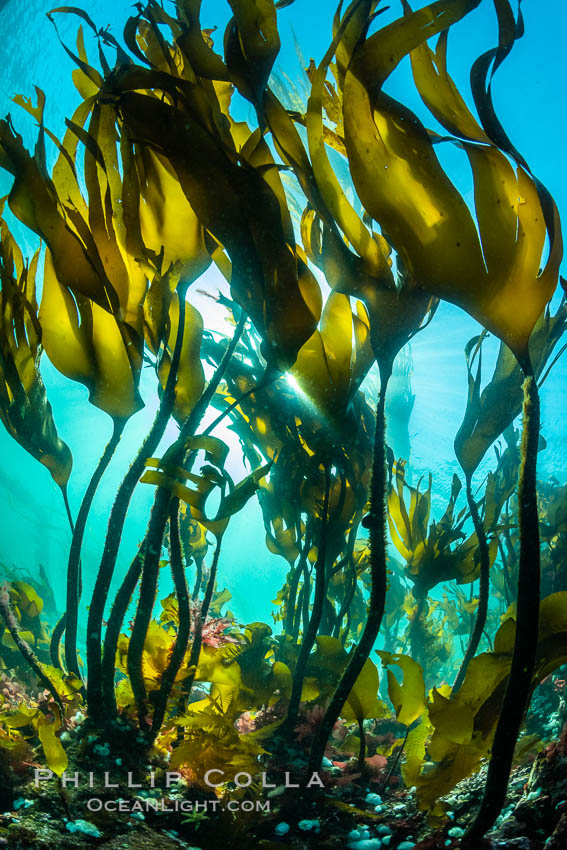 Bull kelp forest near Vancouver Island and Queen Charlotte Strait, Browning Pass, Canada. British Columbia, Nereocystis luetkeana, natural history stock photograph, photo id 35279