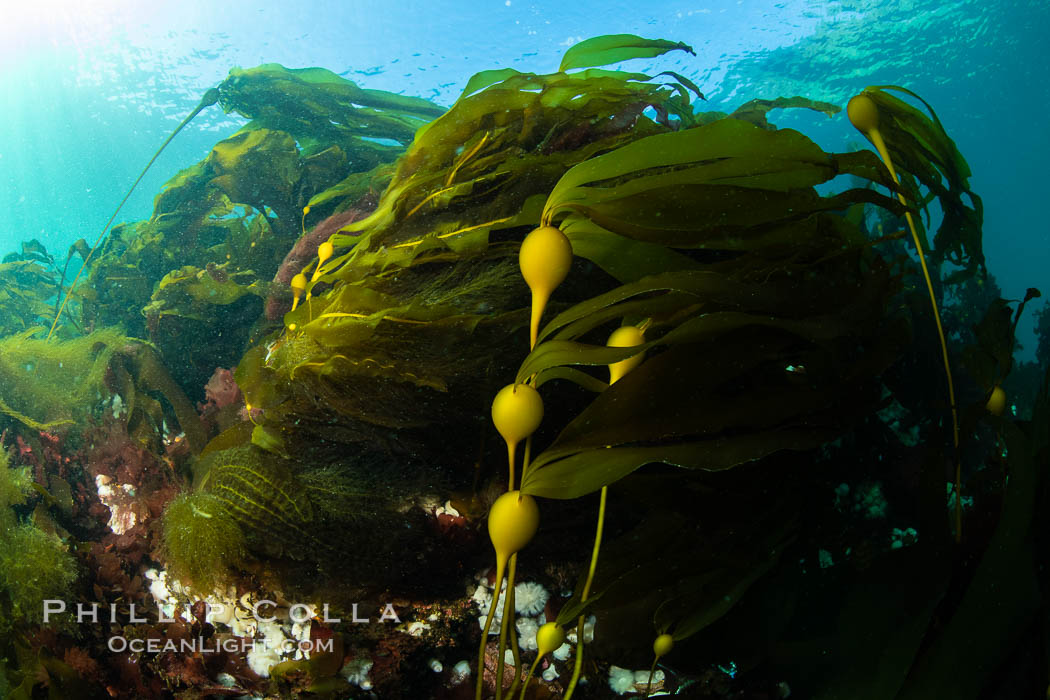 Bull kelp forest near Vancouver Island and Queen Charlotte Strait, Browning Pass, Canada. British Columbia, Nereocystis luetkeana, natural history stock photograph, photo id 35337