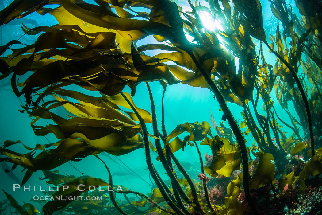 Bull kelp forest near Vancouver Island and Queen Charlotte Strait, Browning Pass, Canada. British Columbia, Nereocystis luetkeana, natural history stock photograph, photo id 35393