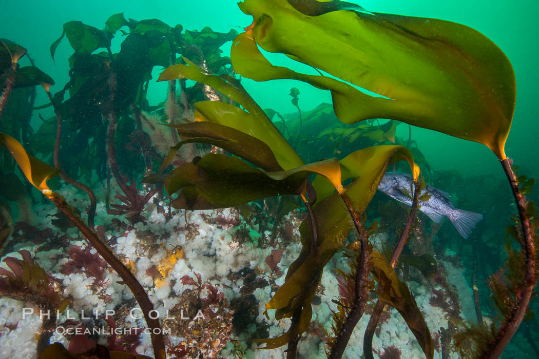 Bull kelp forest near Vancouver Island and Queen Charlotte Strait, Browning Pass, Canada. British Columbia, Nereocystis luetkeana, natural history stock photograph, photo id 34444