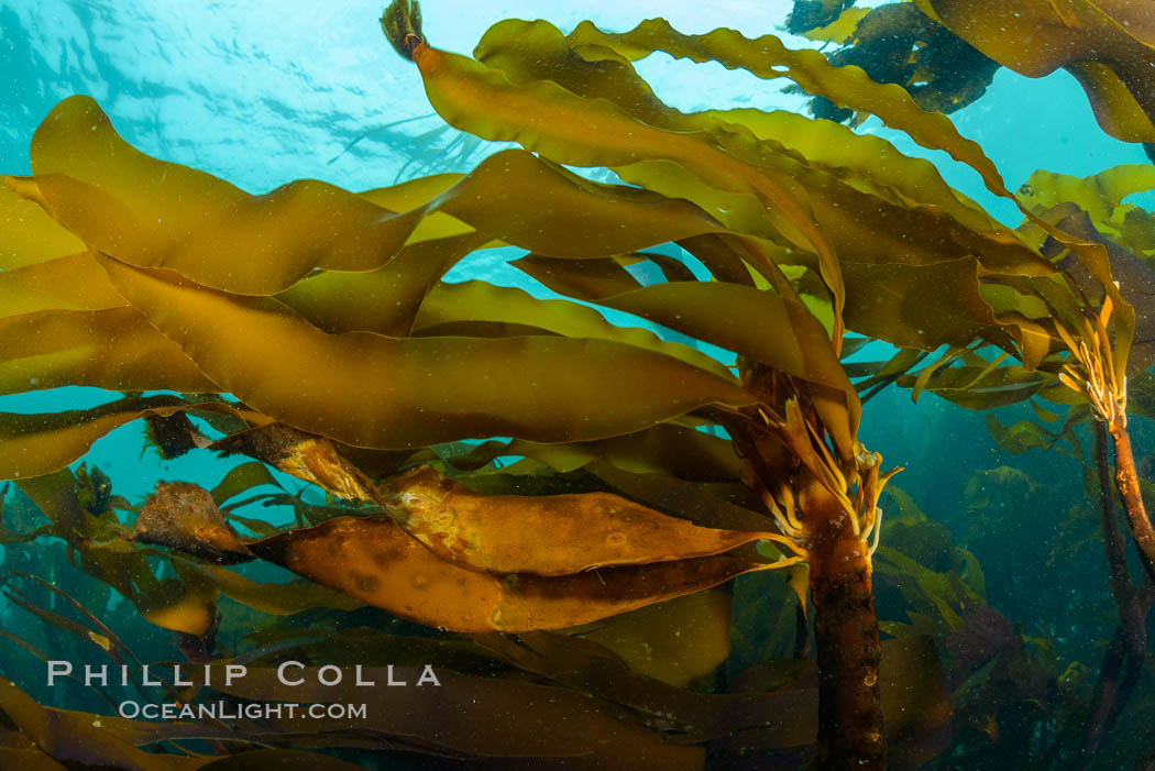 Bull kelp forest near Vancouver Island and Queen Charlotte Strait, Browning Pass, Canada. British Columbia, Nereocystis luetkeana, natural history stock photograph, photo id 34371