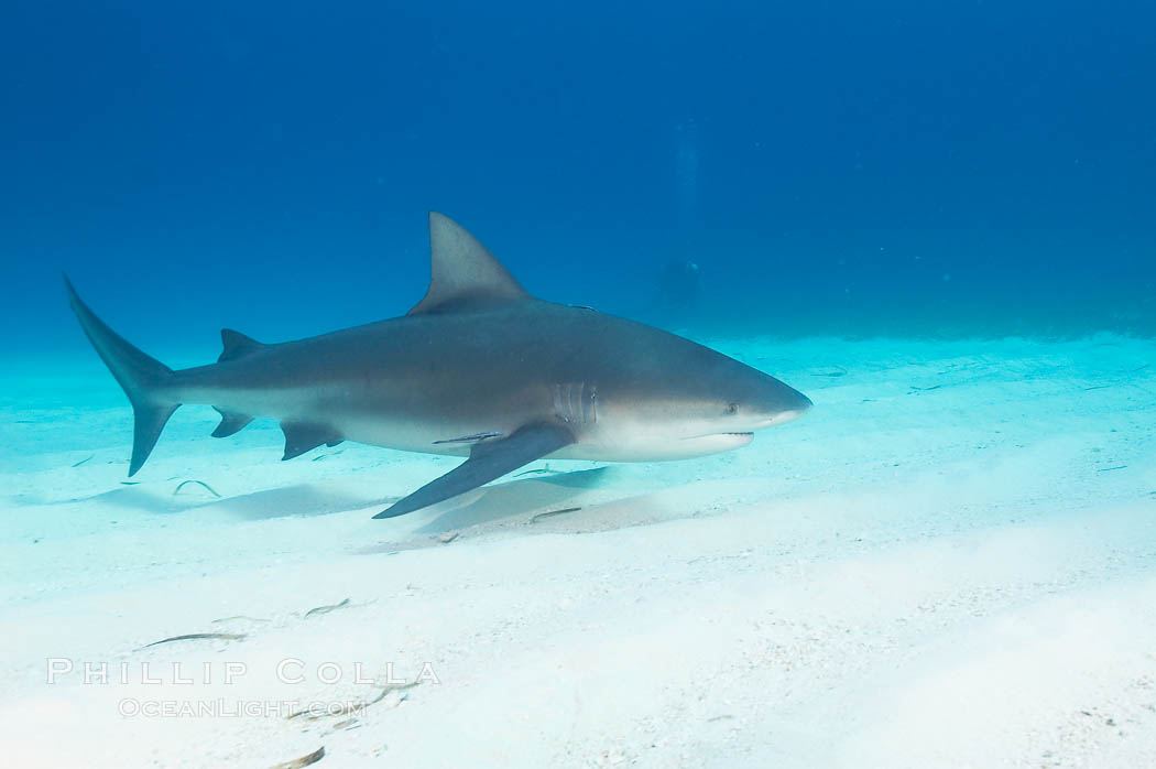 Bull shark. Great Isaac Island, Bahamas, Carcharhinus leucas, natural history stock photograph, photo id 12725