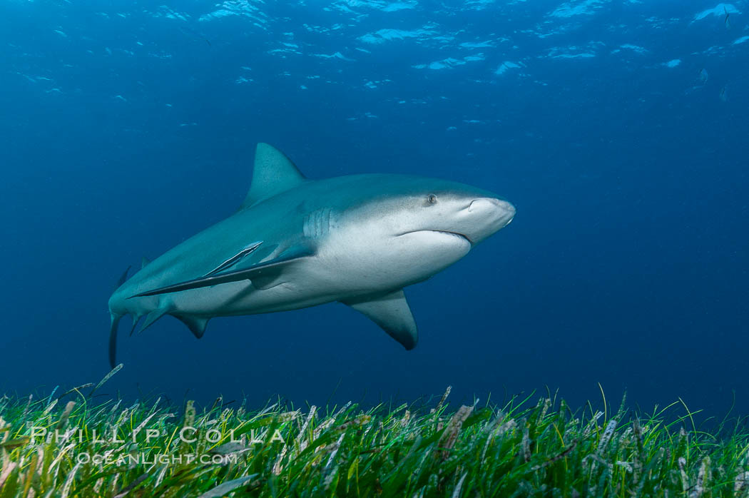 Bull shark, Carcharhinus leucas, Great Isaac Island