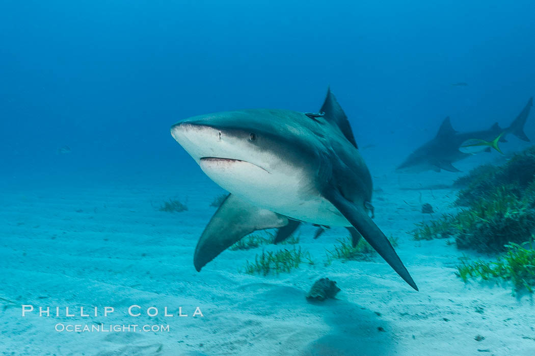 Bull shark. Great Isaac Island, Bahamas, Carcharhinus leucas, natural history stock photograph, photo id 12715