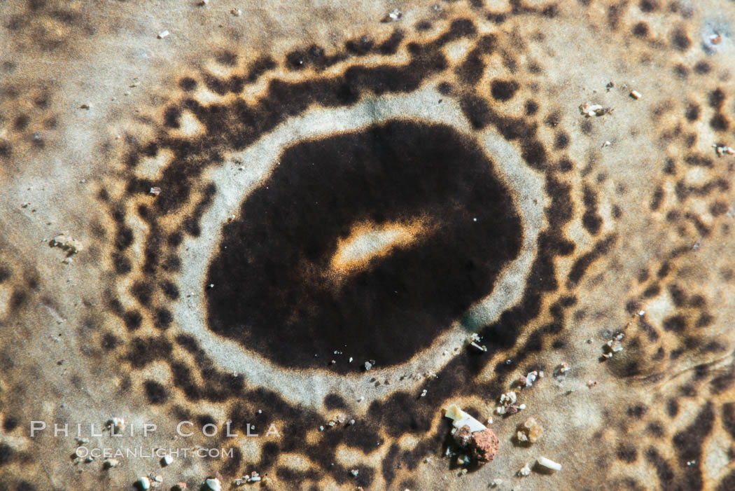 Bullseye torpedo electric ray, pattern detail, Sea of Cortez. Punta Alta, Baja California, Mexico, natural history stock photograph, photo id 33734