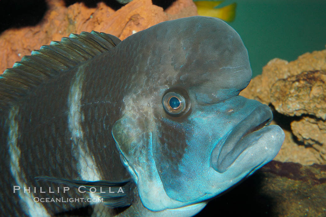 Bumphead Cichlid., Cyphotilapia frontosa, natural history stock photograph, photo id 09290