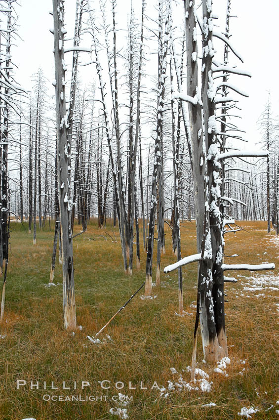 Burned trees hold snow while the ground, warmed by hot springs, remains free of snow. Yellowstone National Park, Wyoming, USA, natural history stock photograph, photo id 19596