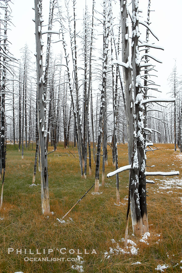 Burned trees hold snow while the ground, warmed by hot springs, remains free of snow., natural history stock photograph, photo id 19596