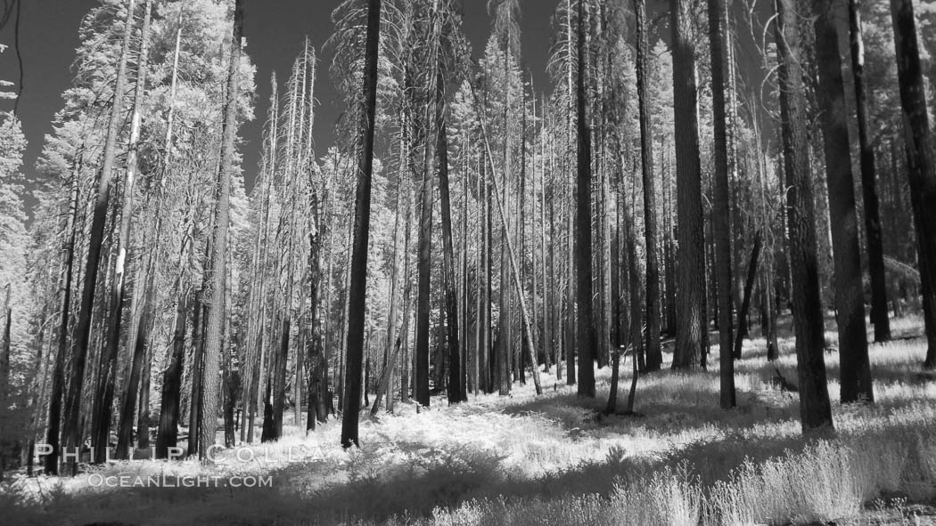 Burned trees, fire damaged and killed, dead. Mariposa Grove, natural history stock photograph, photo id 23309