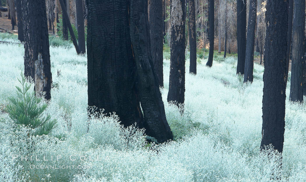 Lowlying plants grow where a forest fire has cleared the forest floor of debris, allowing seeds of small shrubs and trees to take root.  The charred and burnt trees remain behind, some of them still alive in spite of their blackened appearance. Mariposa Grove, Yosemite National Park, California, USA, natural history stock photograph, photo id 23262