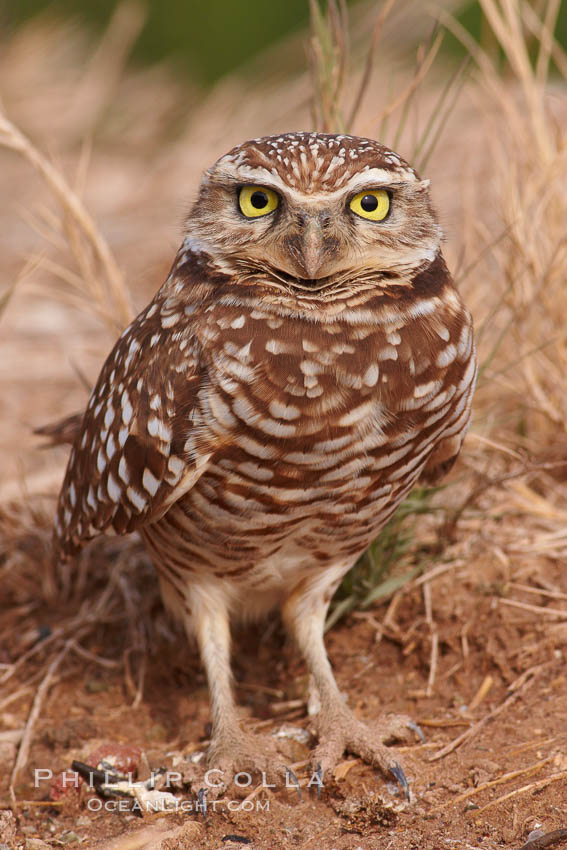 Burrowing owl (Western North American race hypugaea). This 10-inch-tall burrowing owl is standing besides its burrow. These burrows are usually created by squirrels, prairie dogs, or other rodents and even turtles, and only rarely dug by the owl itself. Salton Sea, Imperial County, California, USA, Athene cunicularia, Athene cunicularia hypugaea, natural history stock photograph, photo id 22485