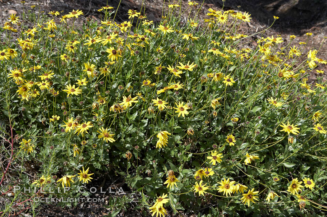 Bush sunflower, Batiquitos Lagoon, Carlsbad. California, USA, Encelia californica, natural history stock photograph, photo id 11325