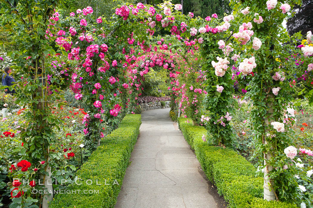 Butchart Gardens, a group of floral display gardens in Brentwood Bay, British Columbia, Canada, near Victoria on Vancouver Island. It is an internationally-known tourist attraction which receives more than a million visitors each year., natural history stock photograph, photo id 21132