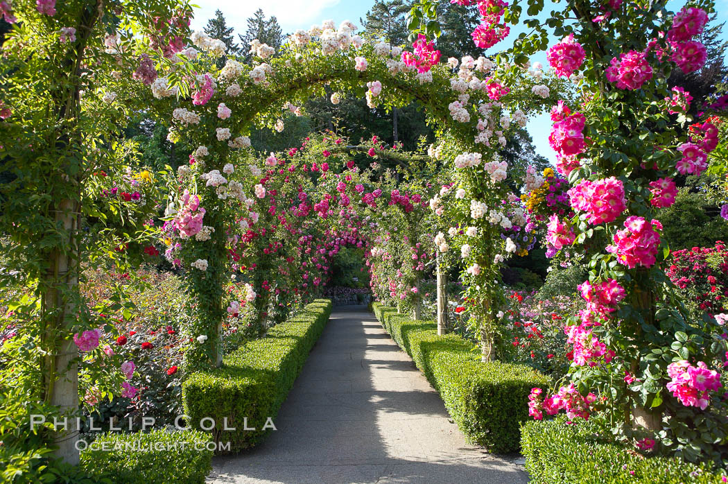 Butchart Gardens, a group of floral display gardens in Brentwood Bay, British Columbia, Canada, near Victoria on Vancouver Island. It is an internationally-known tourist attraction which receives more than a million visitors each year., natural history stock photograph, photo id 21139