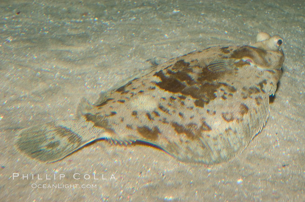 C-O sole., Pleuronichthys coenosus, natural history stock photograph, photo id 07882