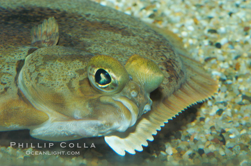 C-O sole., Pleuronichthys coenosus, natural history stock photograph, photo id 08950