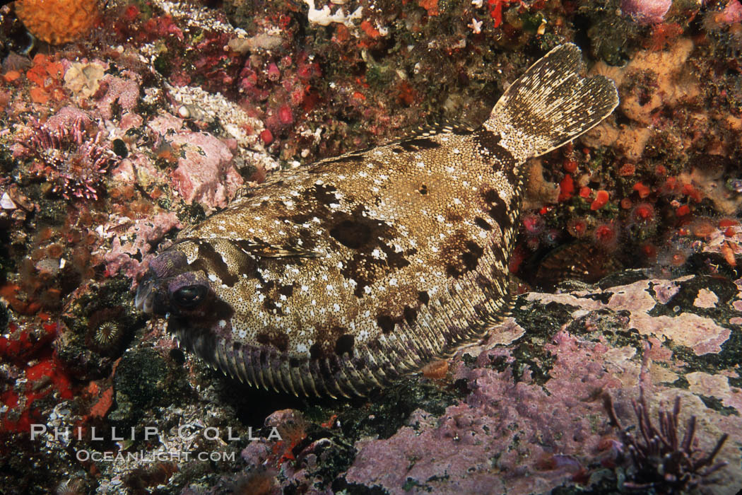 C-O sole (turbot). Santa Barbara Island, California, USA, Pleuronichthys coenosus, natural history stock photograph, photo id 03440