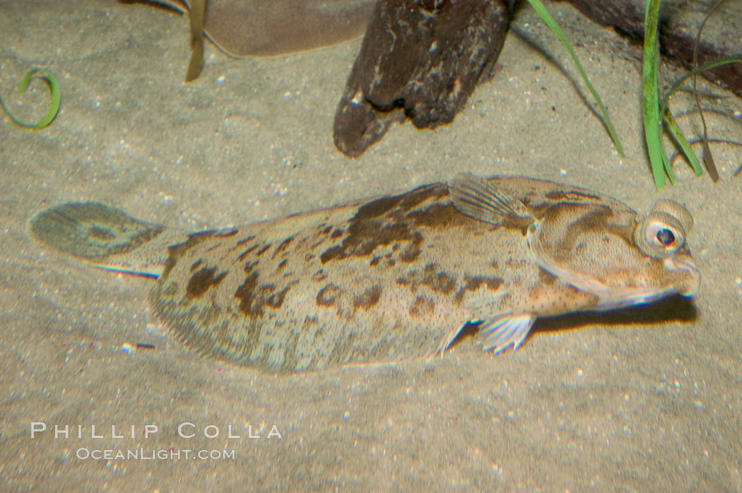 C-O sole., Pleuronichthys coenosus, natural history stock photograph, photo id 07884