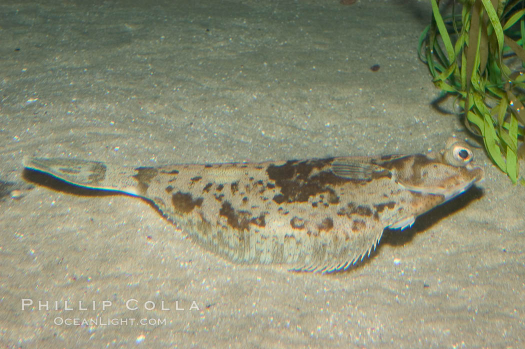 C-O sole., Pleuronichthys coenosus, natural history stock photograph, photo id 07883