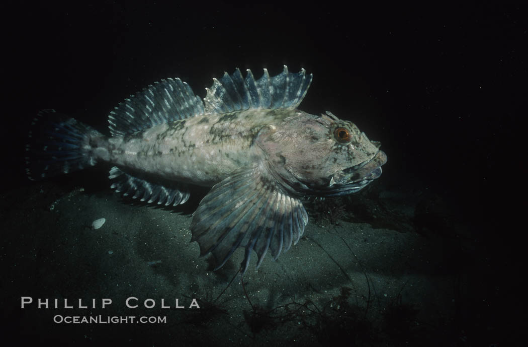 Cabezon. La Jolla, California, USA, Scorpaenichthys marmoratus, natural history stock photograph, photo id 05186