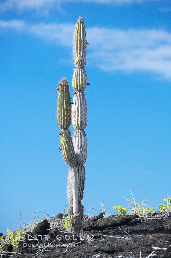 Cactus and lava, Punta Albermarle., natural history stock photograph, photo id 16649