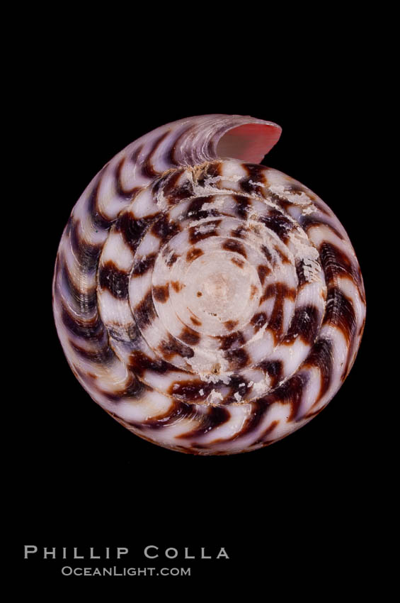 Calf Cone., Conus vitulinus, natural history stock photograph, photo id 07972