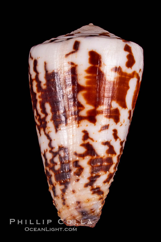Calf Cone., Conus vitulinus, natural history stock photograph, photo id 07974
