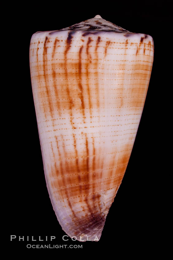 Calf Cone., Conus vitulinus, natural history stock photograph, photo id 07971