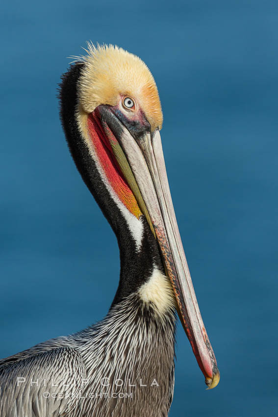 Brown pelican portrait, displaying winter plumage with distinctive yellow head feathers and red gular throat pouch, Pelecanus occidentalis, Pelecanus occidentalis californicus, La Jolla, California