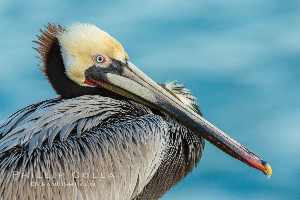 Brown pelican portrait, displaying winter plumage with distinctive yellow head feathers and red gular throat pouch. La Jolla, California, USA, Pelecanus occidentalis, Pelecanus occidentalis californicus, natural history stock photograph, photo id 30323