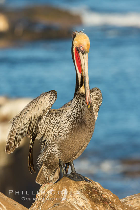 Brown pelican portrait, displaying winter plumage with distinctive yellow head feathers and red gular throat pouch, Pelecanus occidentalis, Pelecanus occidentalis californicus, La Jolla, California