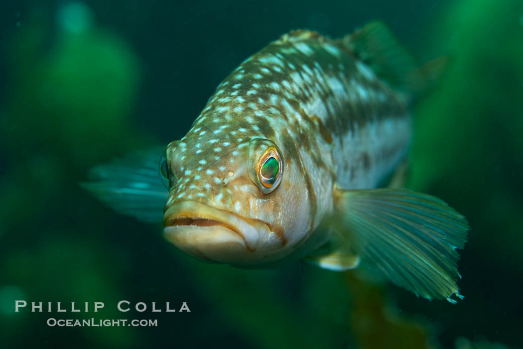 Calico Bass. Kelp Bass, Paralabrax clathratus, Catalina Island., Paralabrax clathratus, natural history stock photograph, photo id 40533