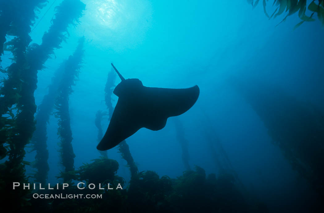 California bat ray. San Clemente Island, USA, Myliobatis californica, natural history stock photograph, photo id 04988