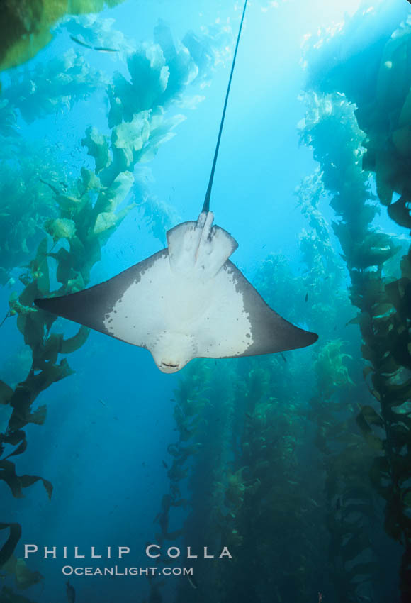 California bat ray in kelp forest, Myliobatis californica, Macrocystis pyrifera, San Clemente Island