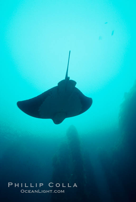 California bat ray. San Clemente Island, USA, Myliobatis californica, natural history stock photograph, photo id 00579