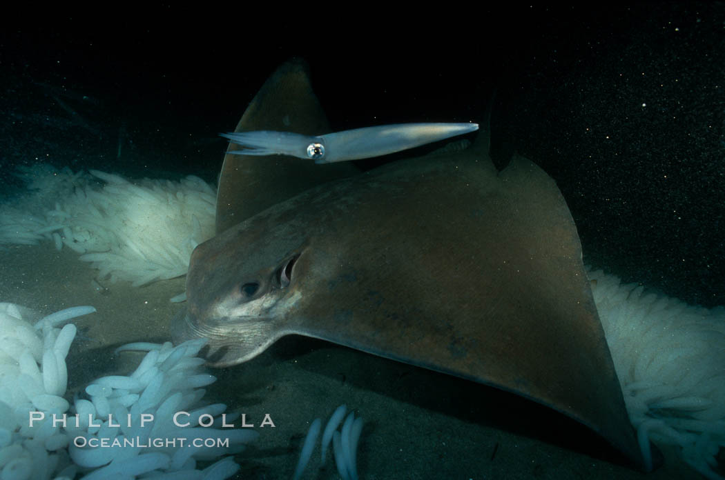 California bat ray eating squid eggs, Loligo opalescens. La Jolla, USA, Myliobatis californica, natural history stock photograph, photo id 01243
