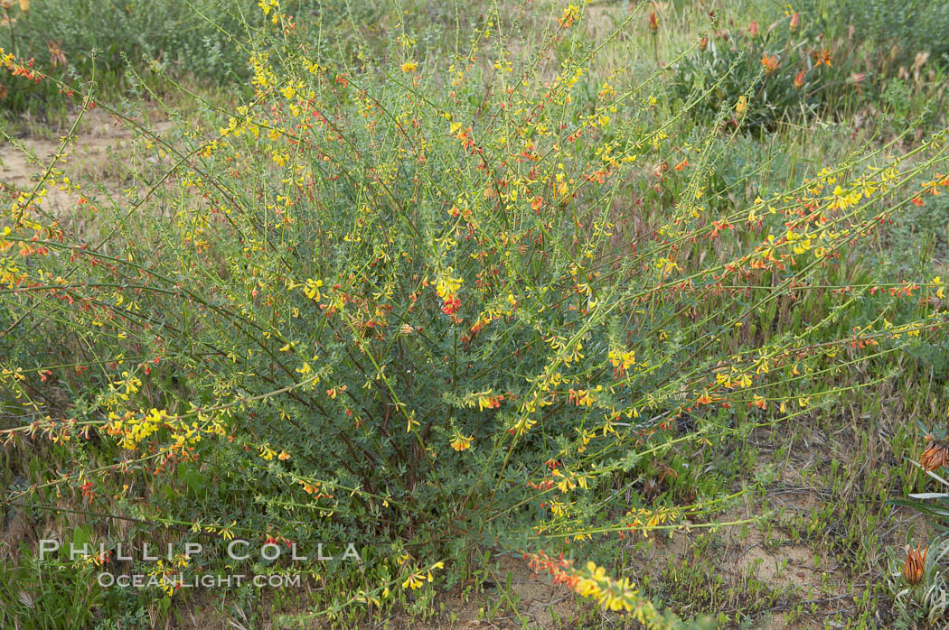 California broom, common deerweed.  The flowers, originally yellow in color, turn red after pollination.  Batiquitos Lagoon, Carlsbad. USA, Lotus scoparius scoparius, natural history stock photograph, photo id 11338