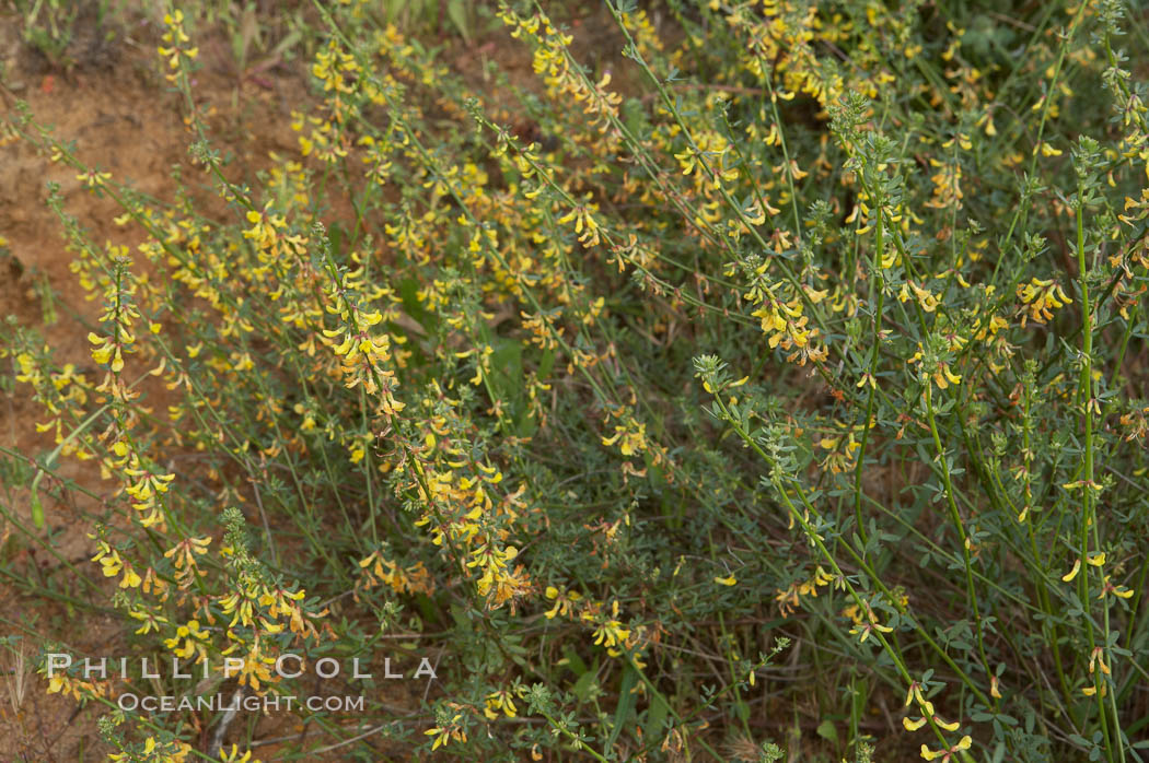 California broom, common deerweed.  The flowers, originally yellow in color, turn red after pollination.  Batiquitos Lagoon, Carlsbad. USA, Lotus scoparius scoparius, natural history stock photograph, photo id 11336